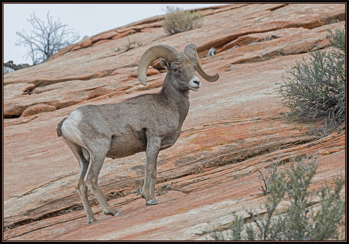 BigHorn Ram