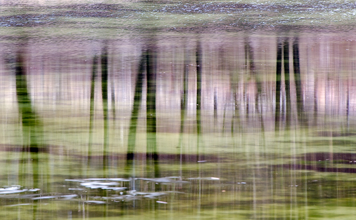 Flowing Trees
