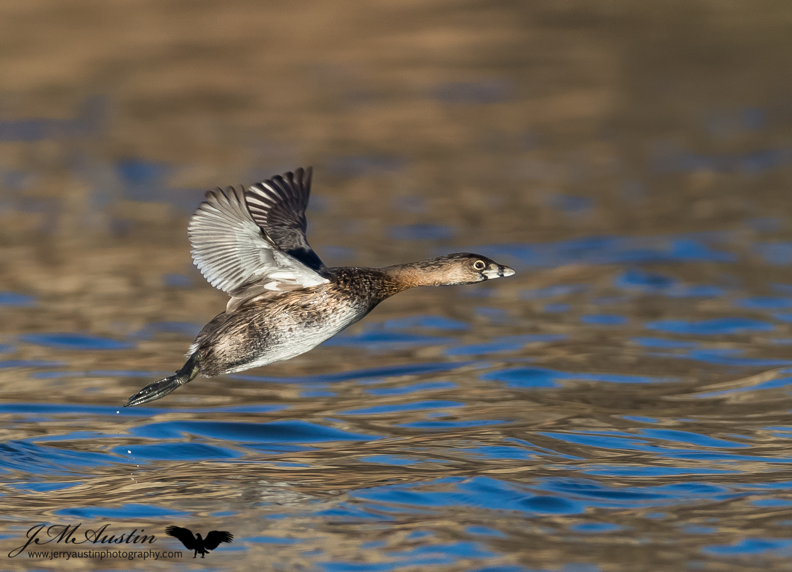Pied-billed Grebe Flight