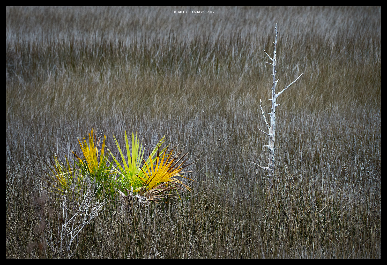 A Splash of Color