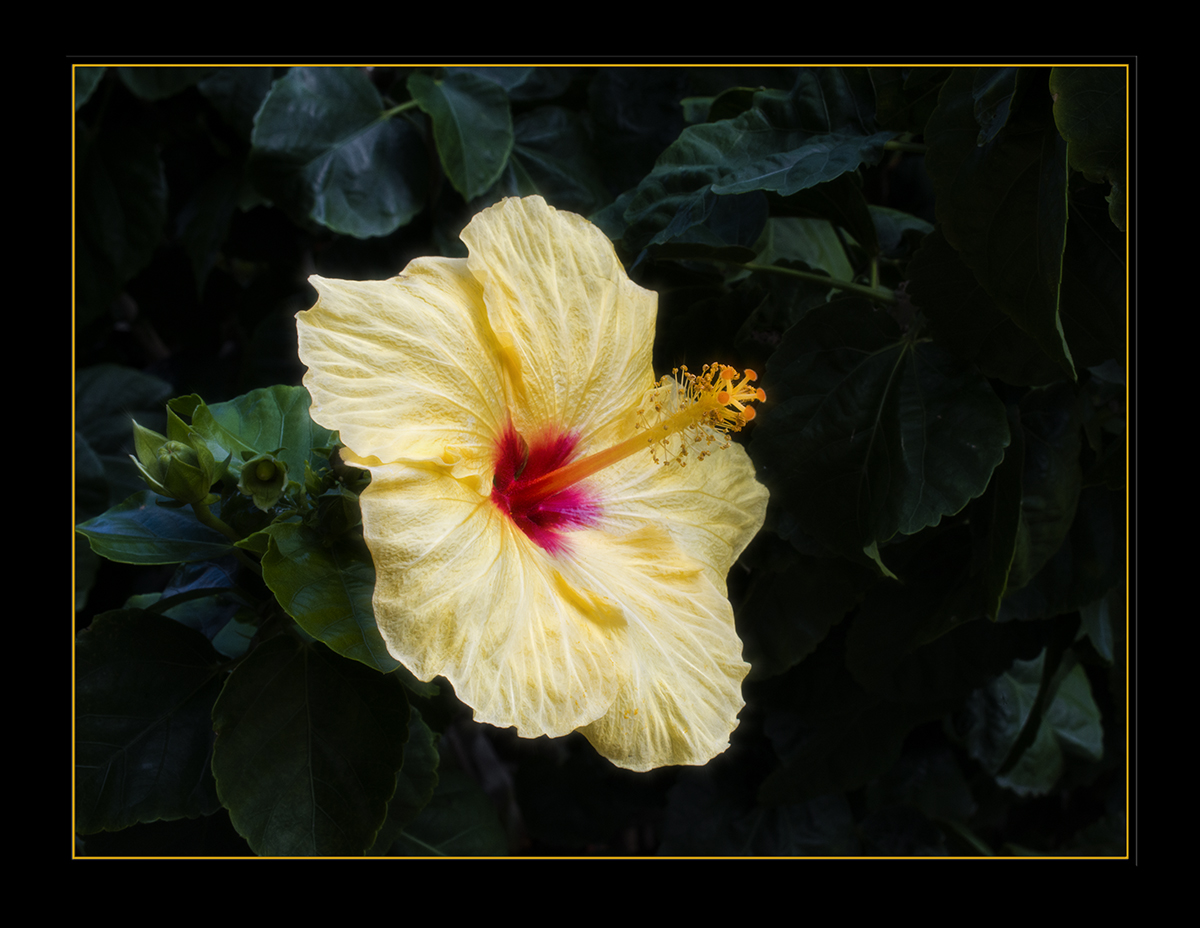 Yellow Hibiscus