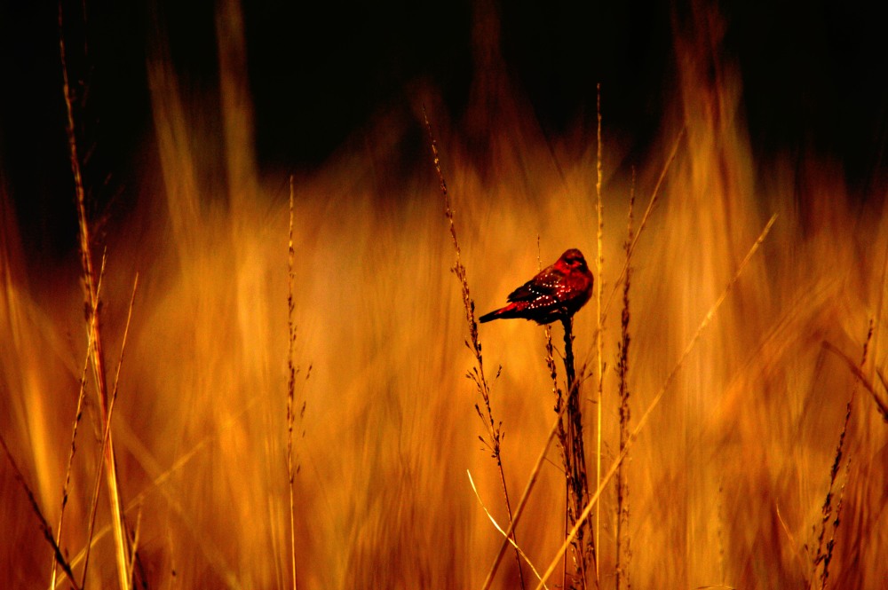 Red Avadat