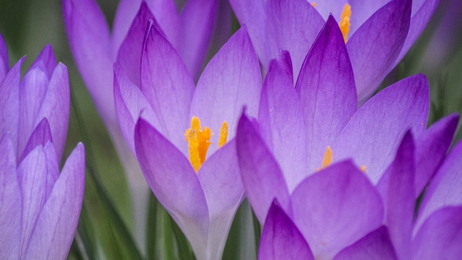 Shades of Purple