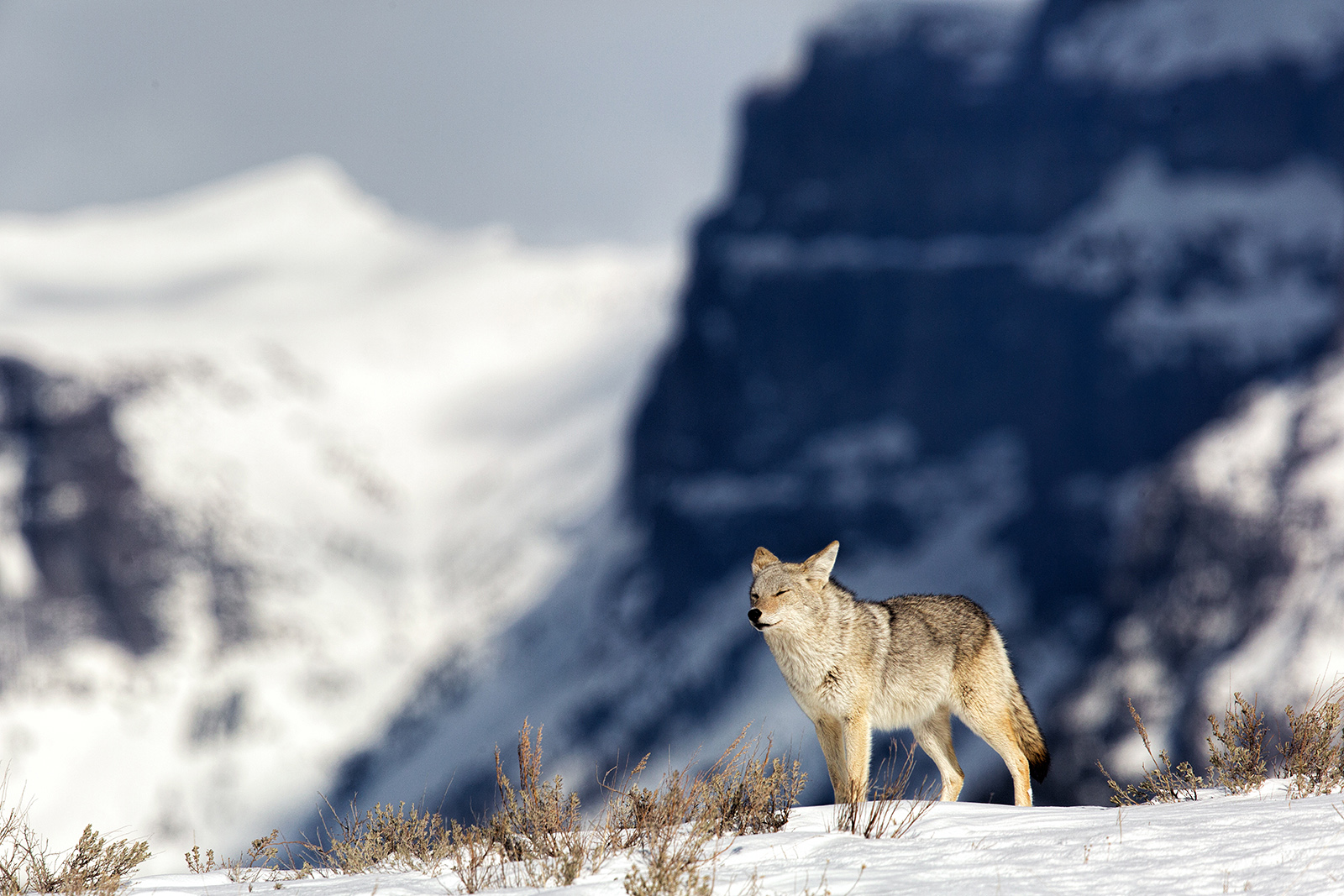 Mountain Coyote