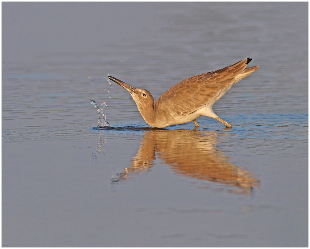 Willet - Missed Again