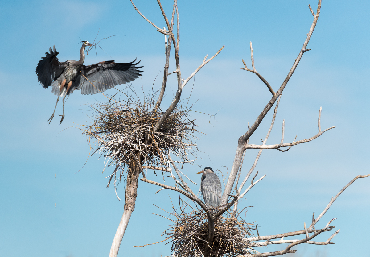 Nest Building