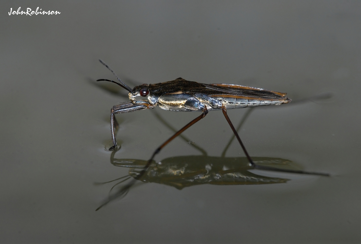 Pond Skater