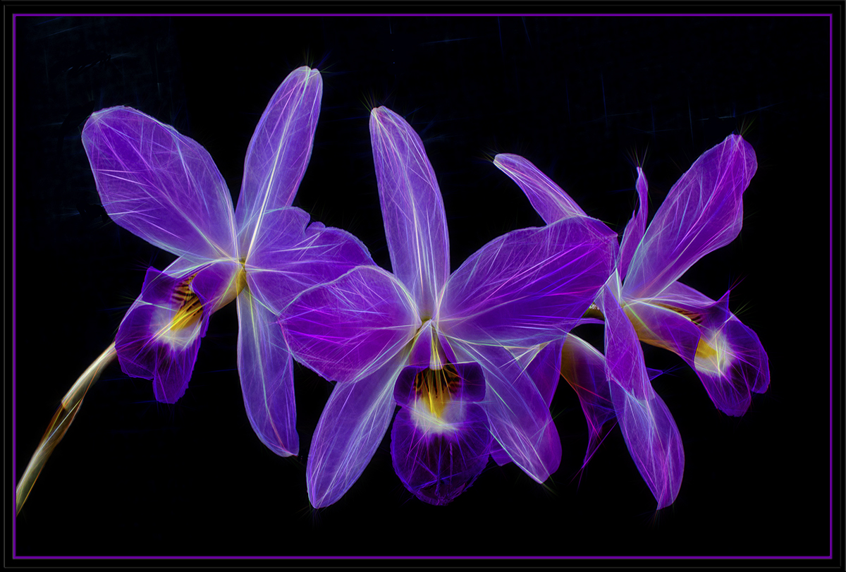 Purple Orchids