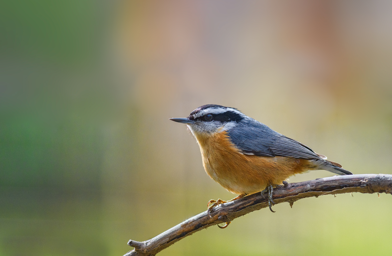 Red-breasted Nuthatch