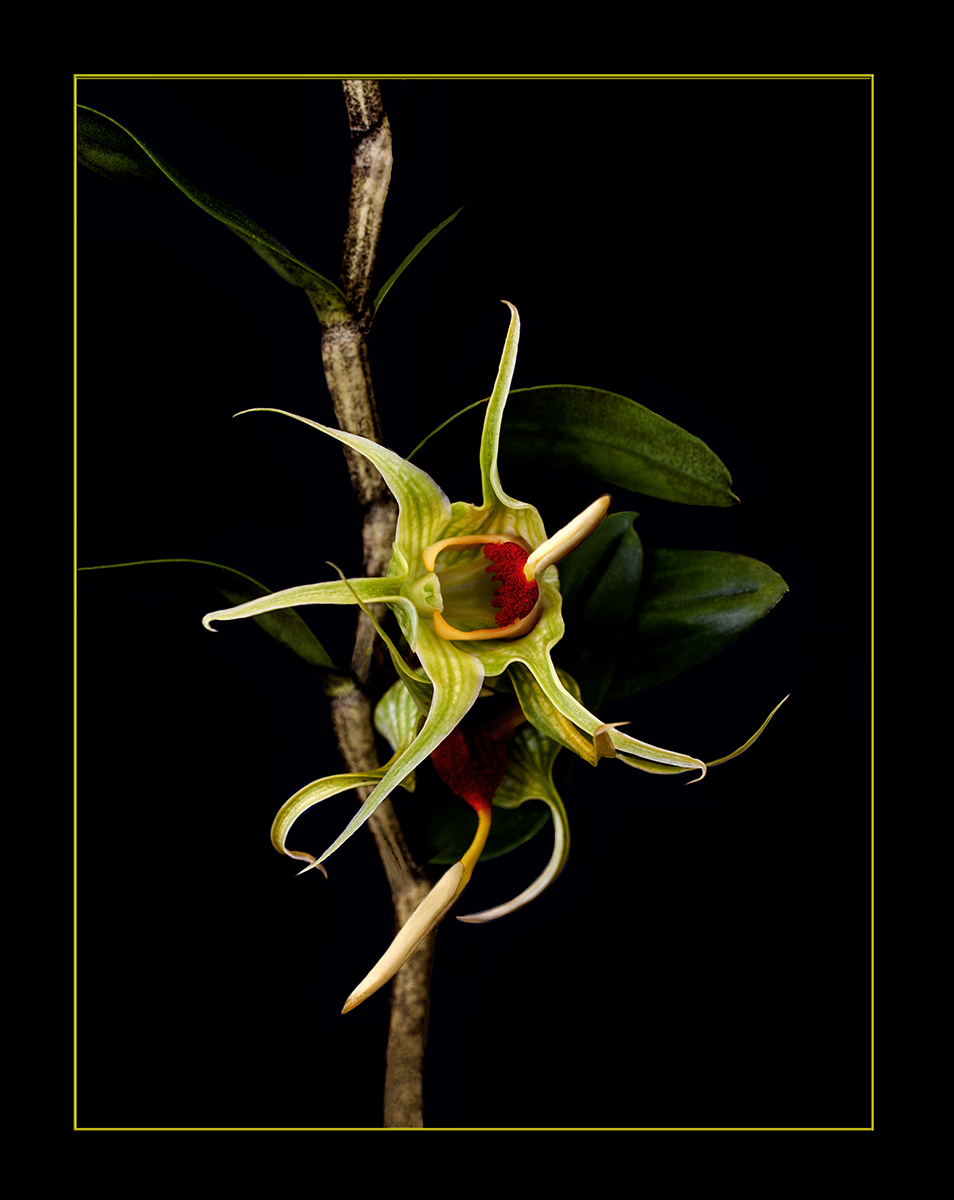 Hybrid Orchid