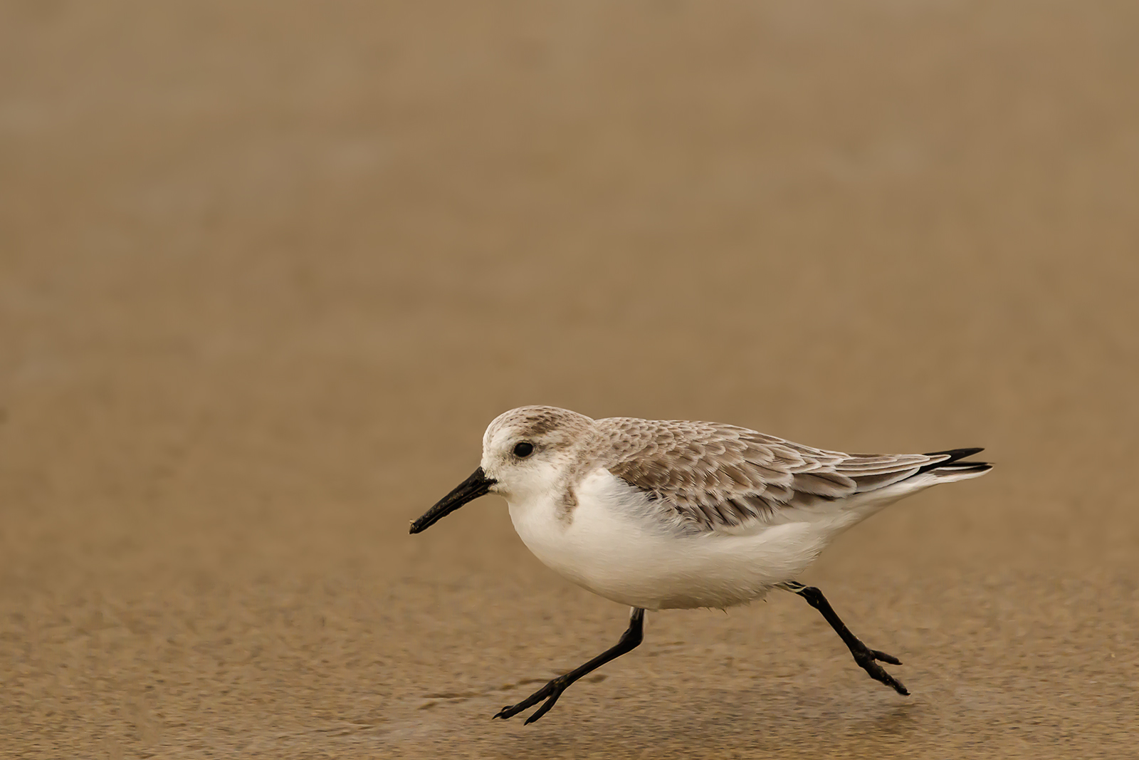 Sanderling