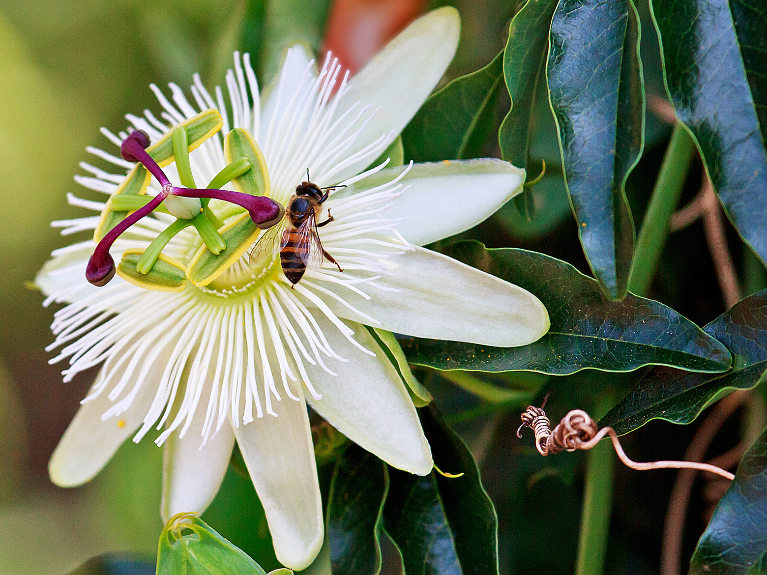 Passionate Bee