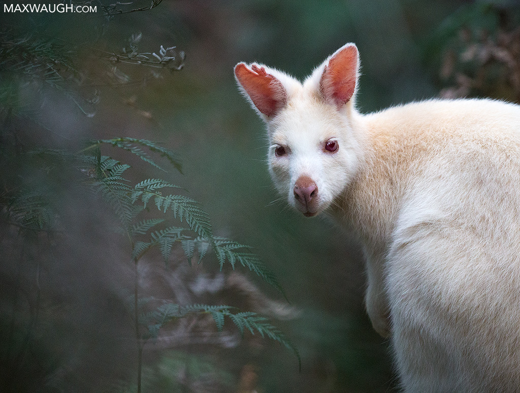 White Bennett's Wallaby