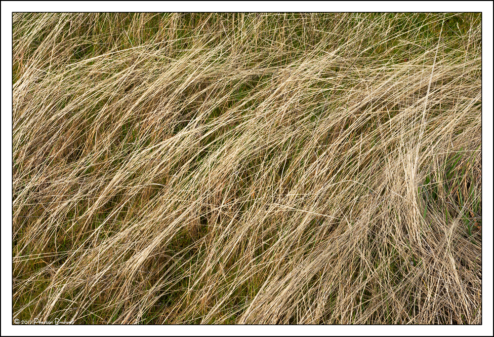 Sierra Grasses