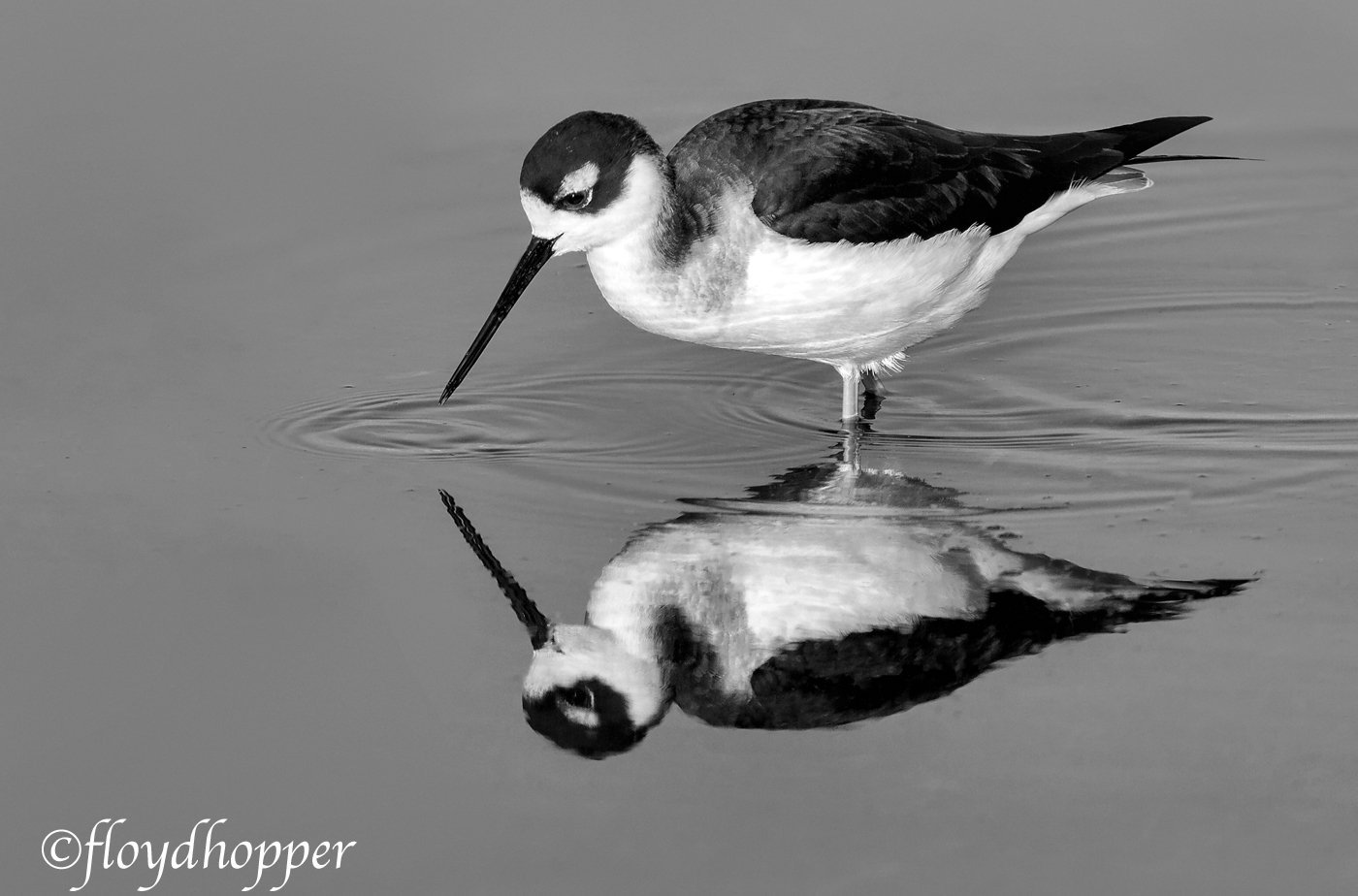 Black-necked Stilt