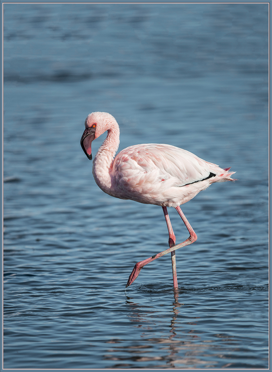Flamingo
