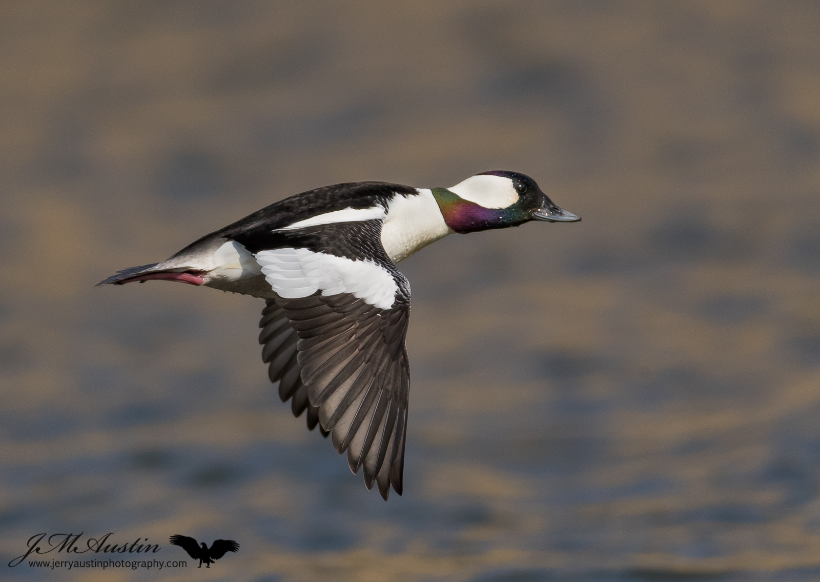 Bufflehead Best