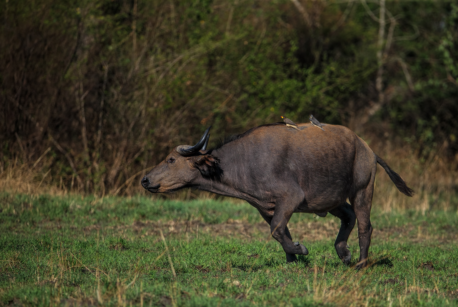 Forest Buffalo?