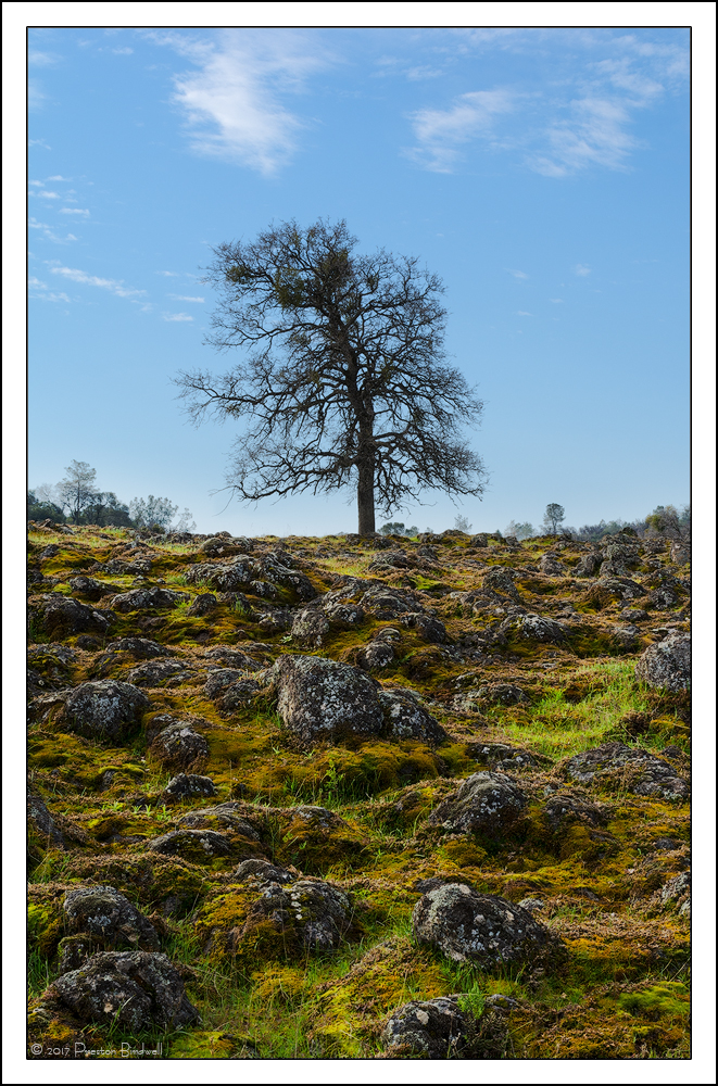Another Lonesome Oak