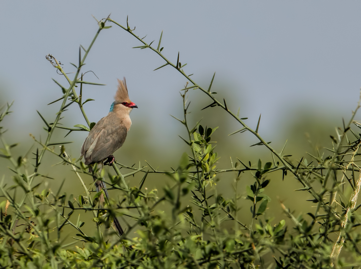Blue Naped Mousebird