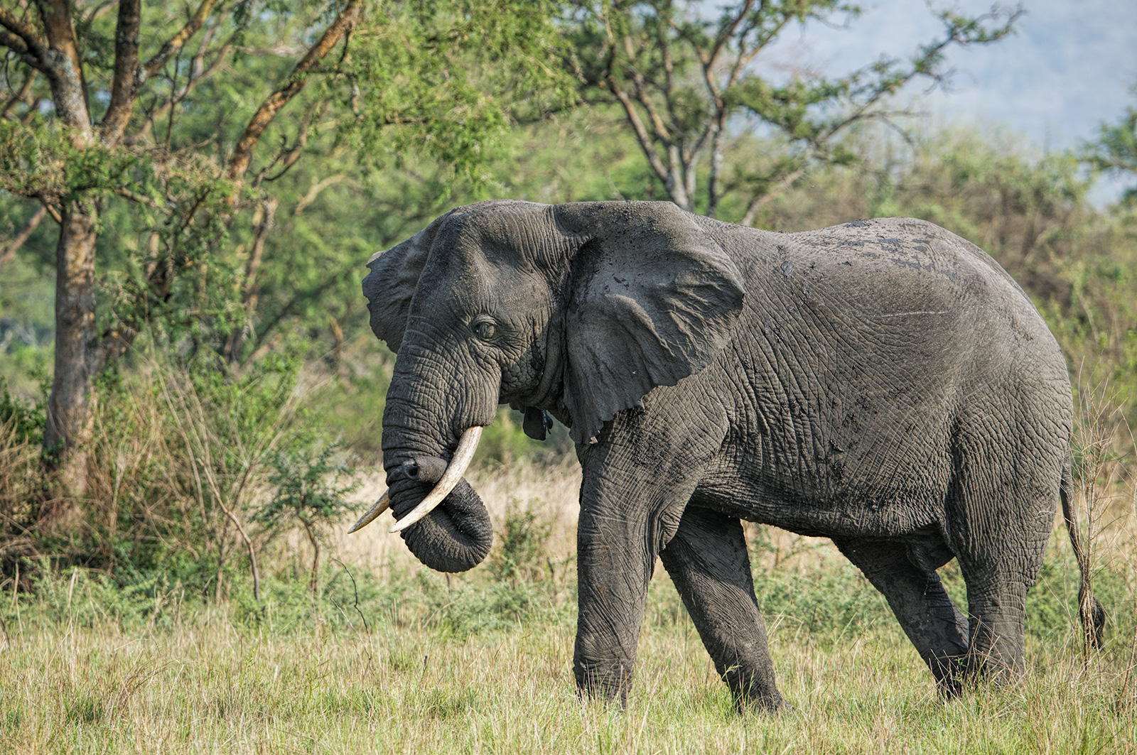 Savannah Elephant