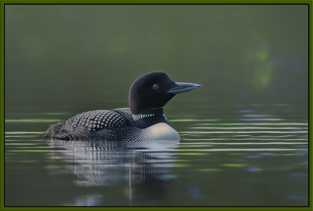 Loon