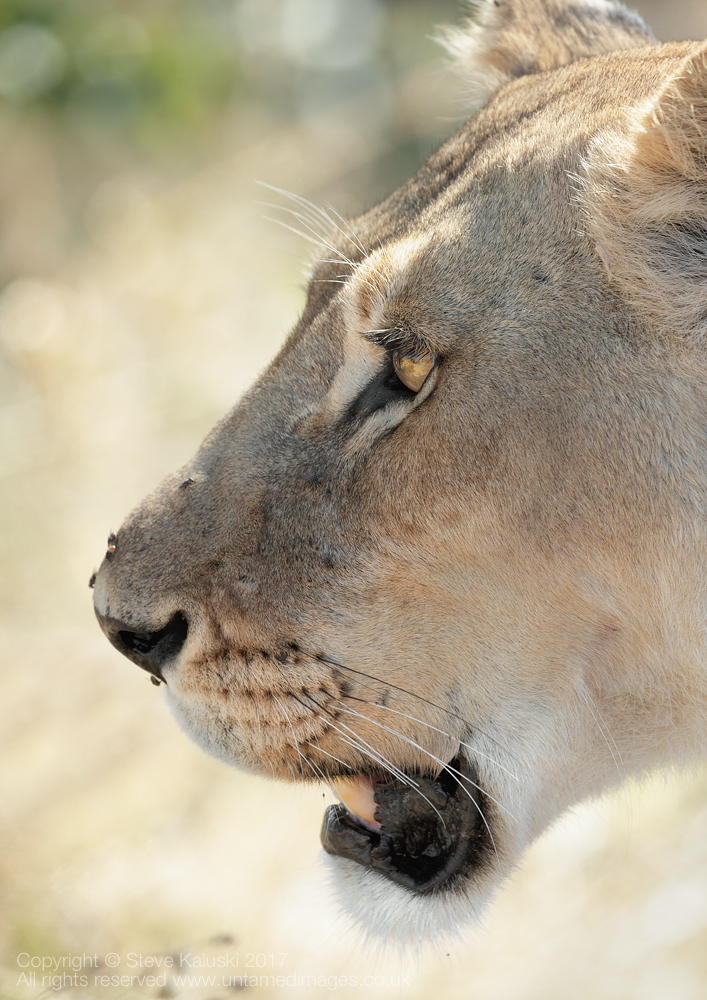 Lioness - Close up