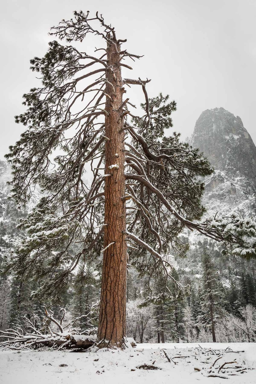 Topped