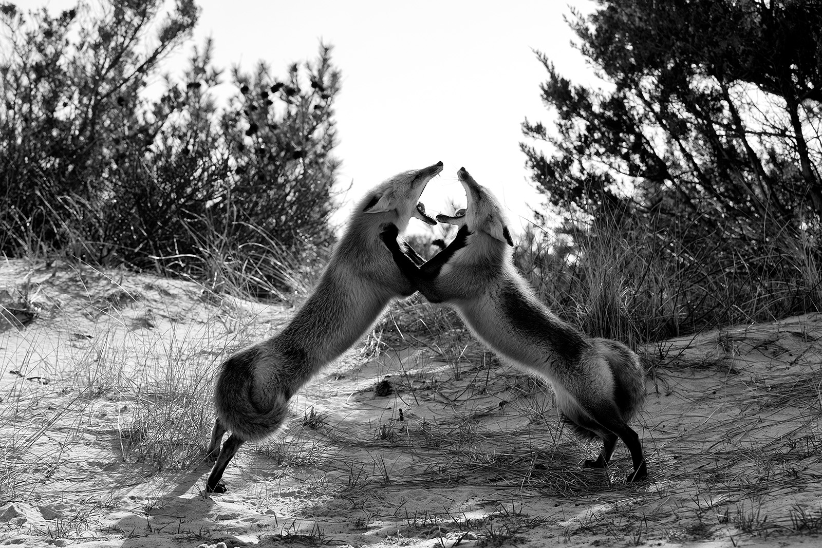 Warring Foxes