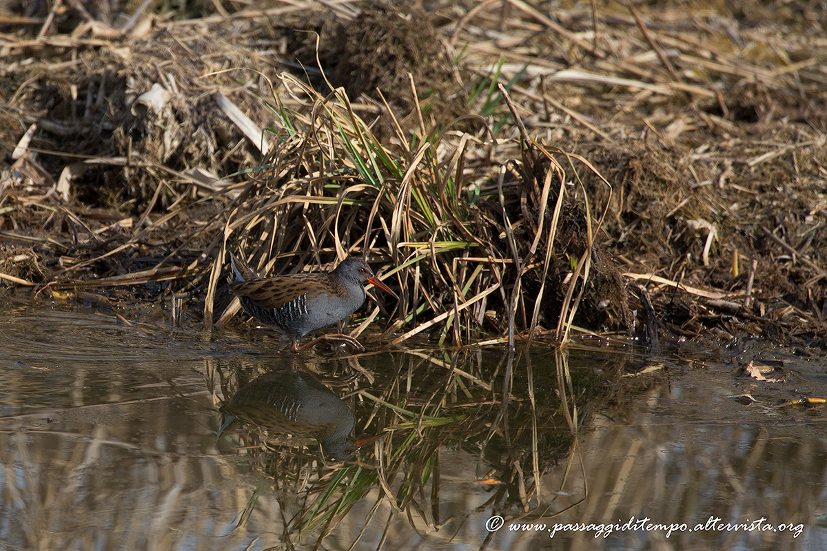 Water rail