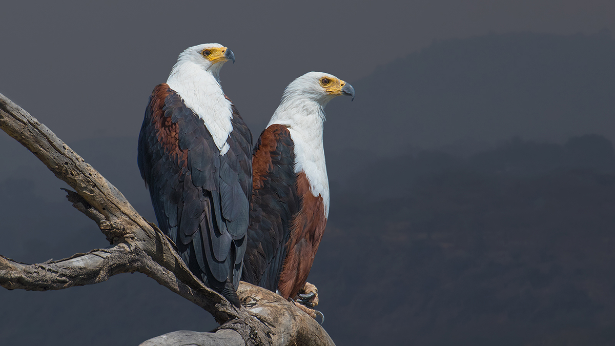 African Fish Eagle
