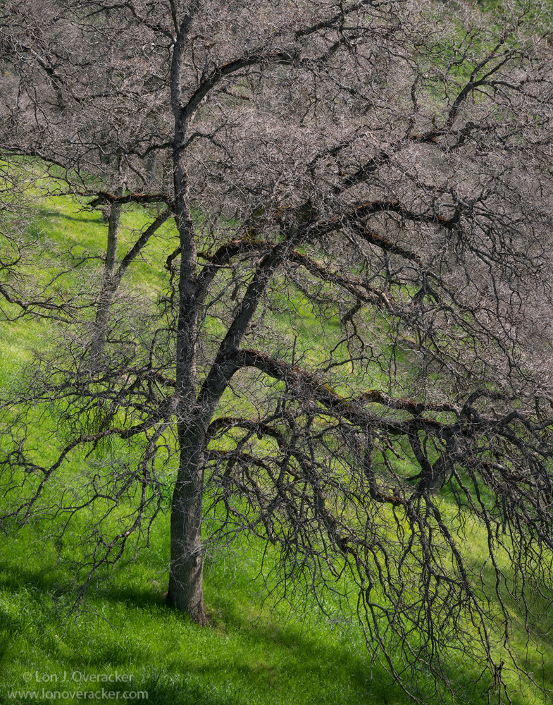 Oak tree,you're in my wy