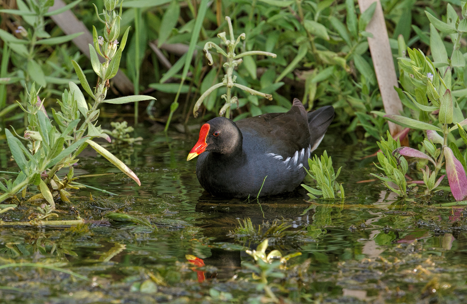 Common Moorhen