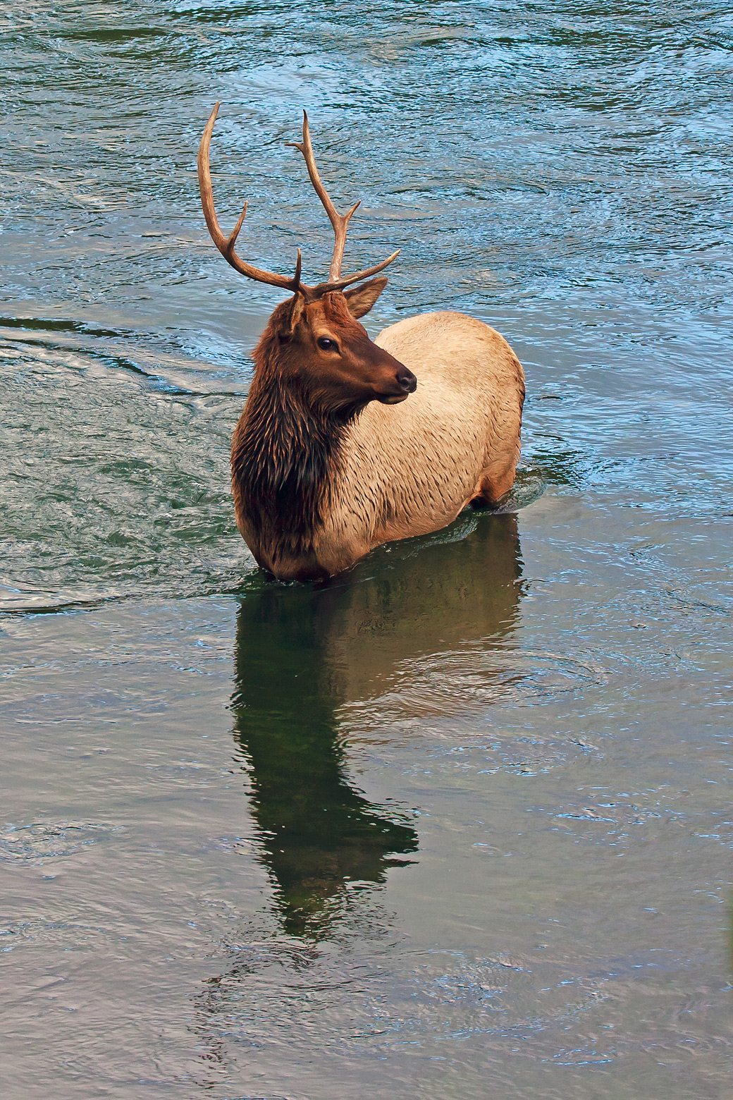 Yellowstone Crossing