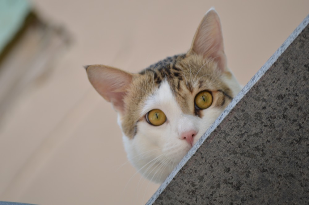 Shy Cat