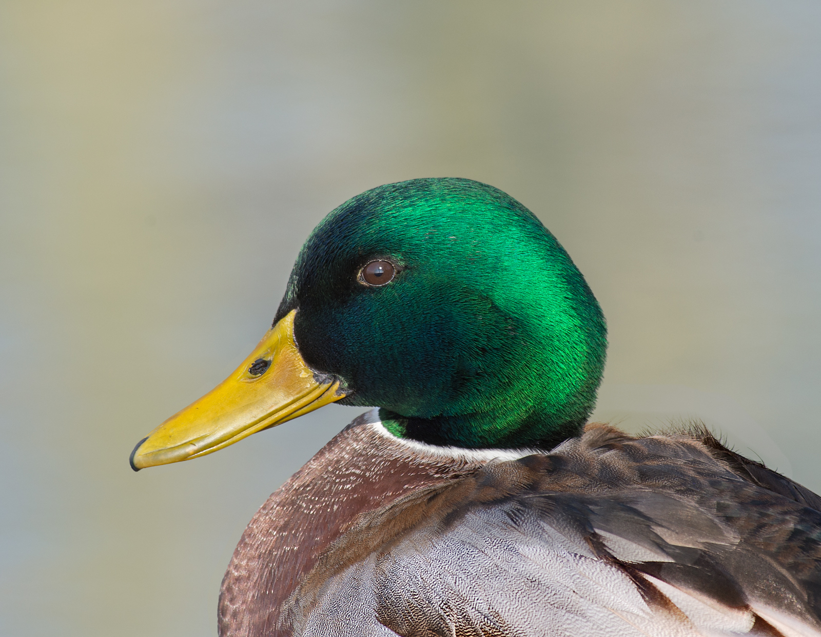 Mallard portrait