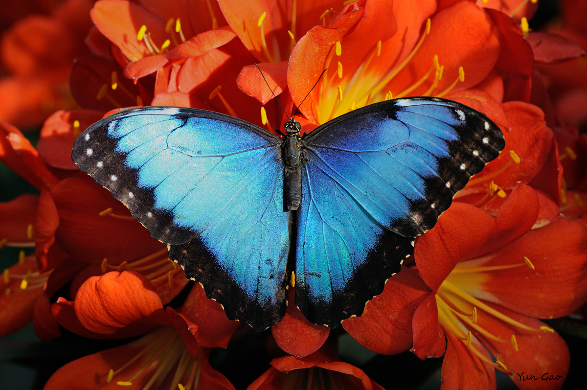 Blue Morpho