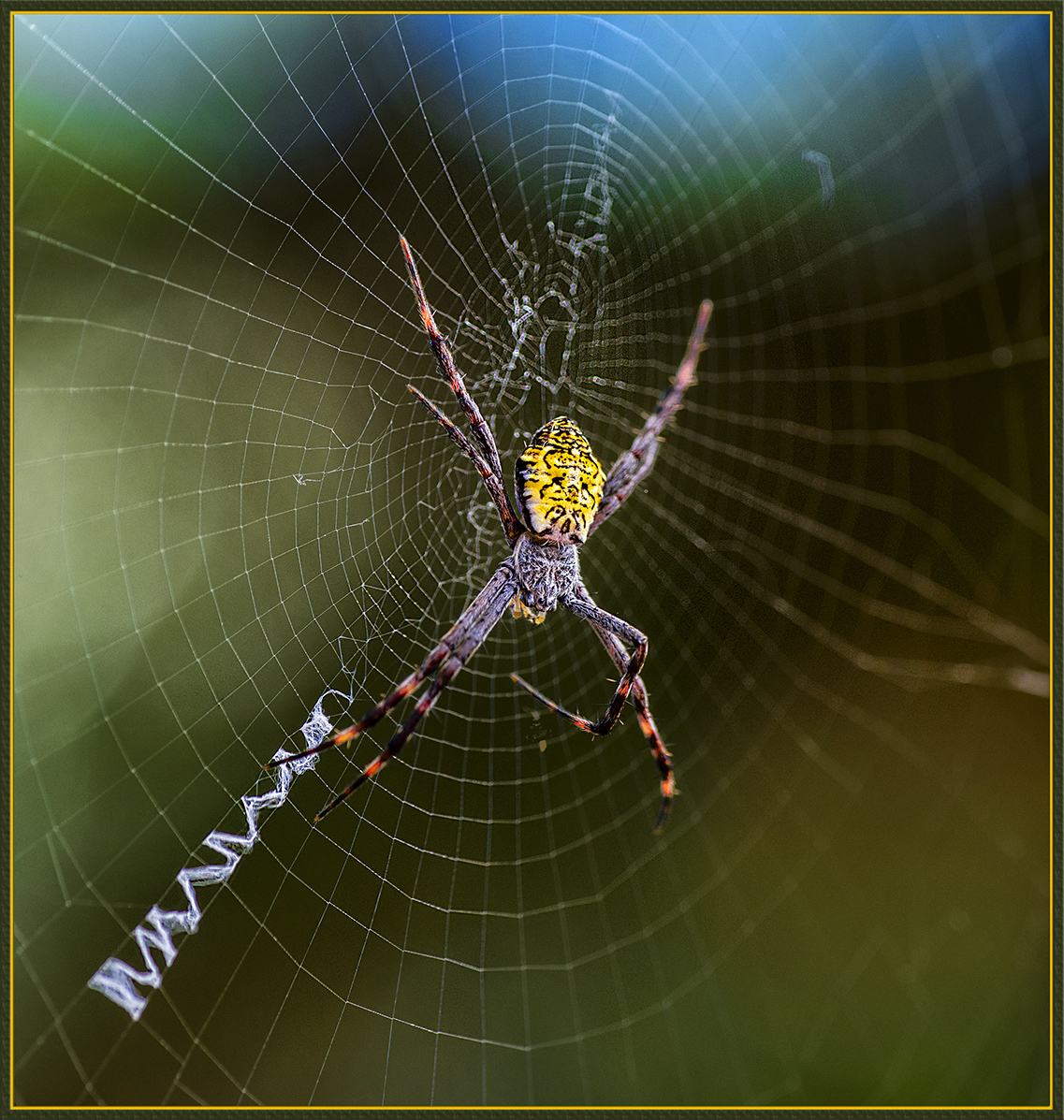 Hawaiian Masked Spider