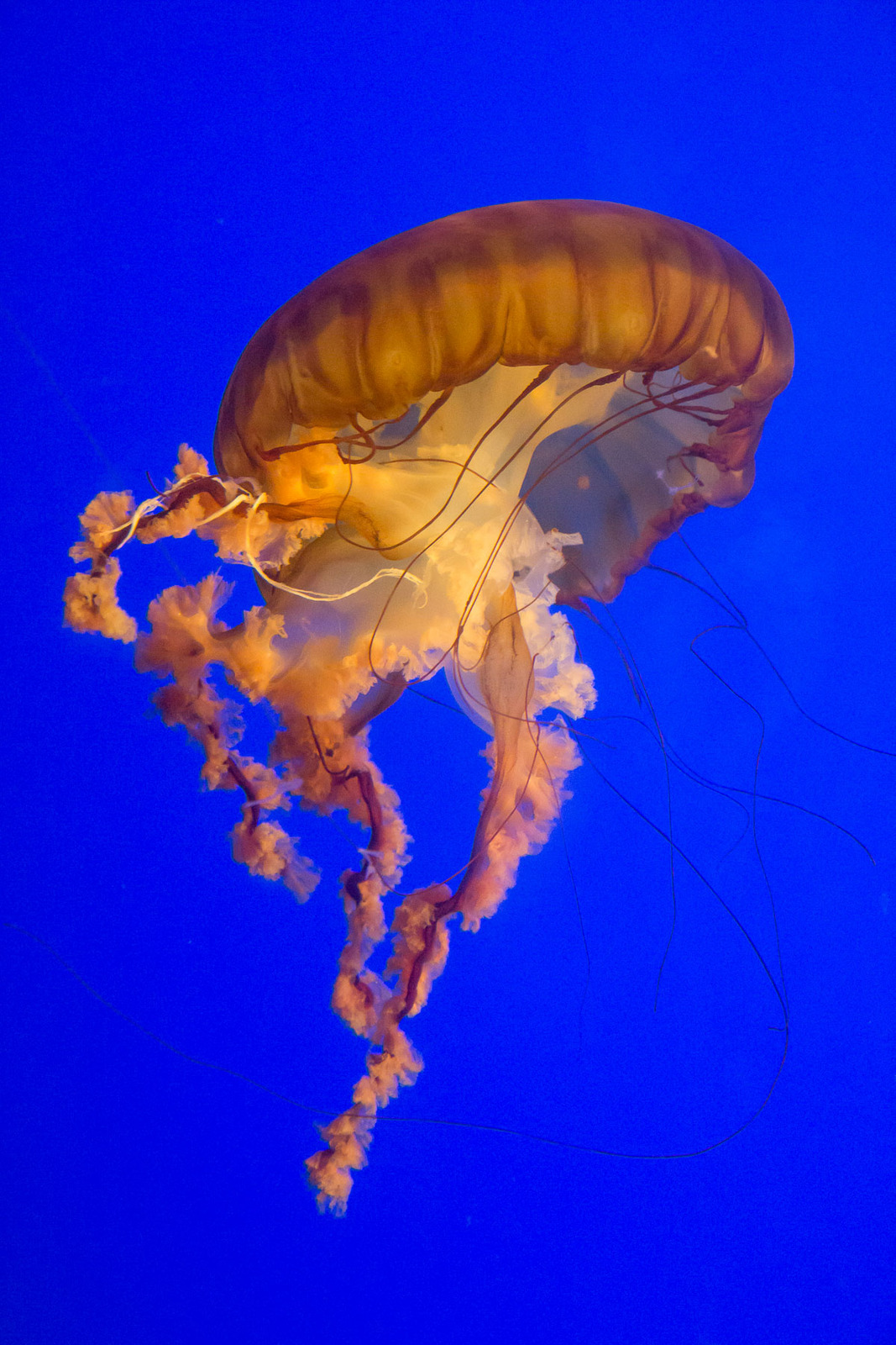 Jelly