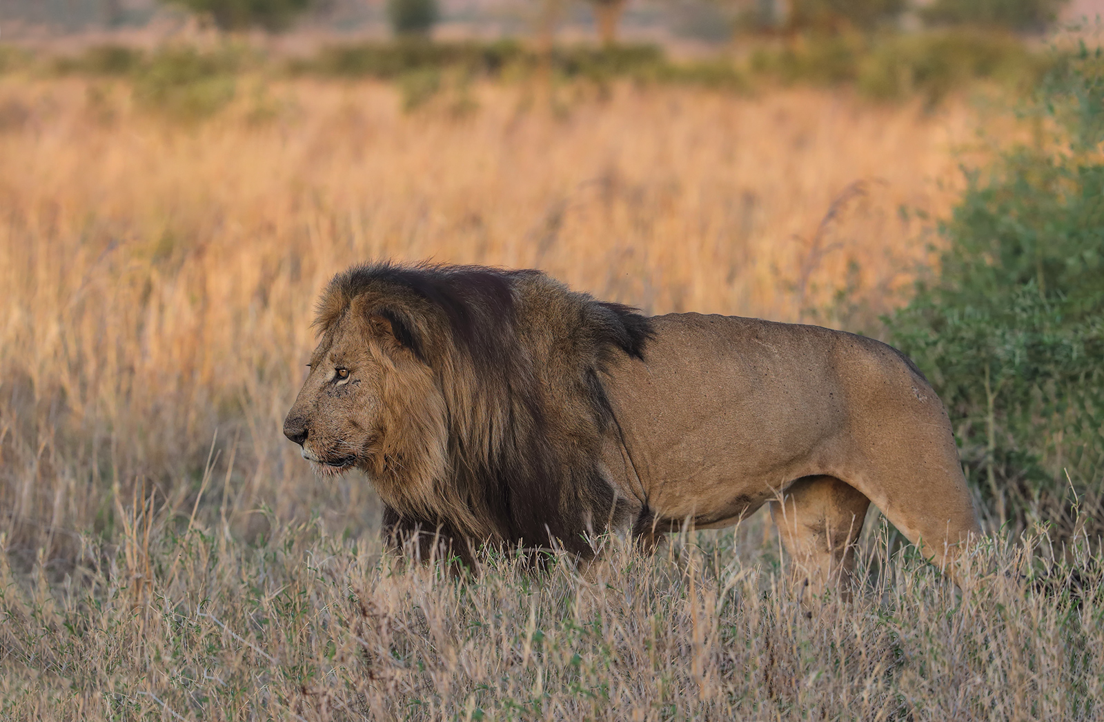 Wandering Lion