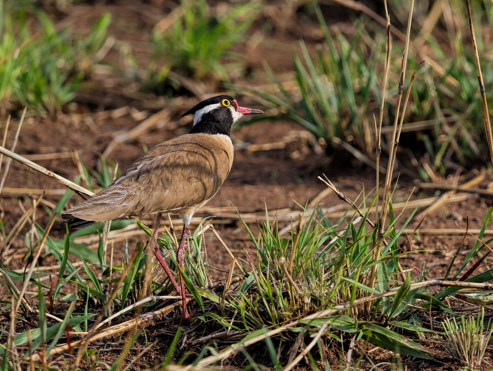Black Headed Lapwing