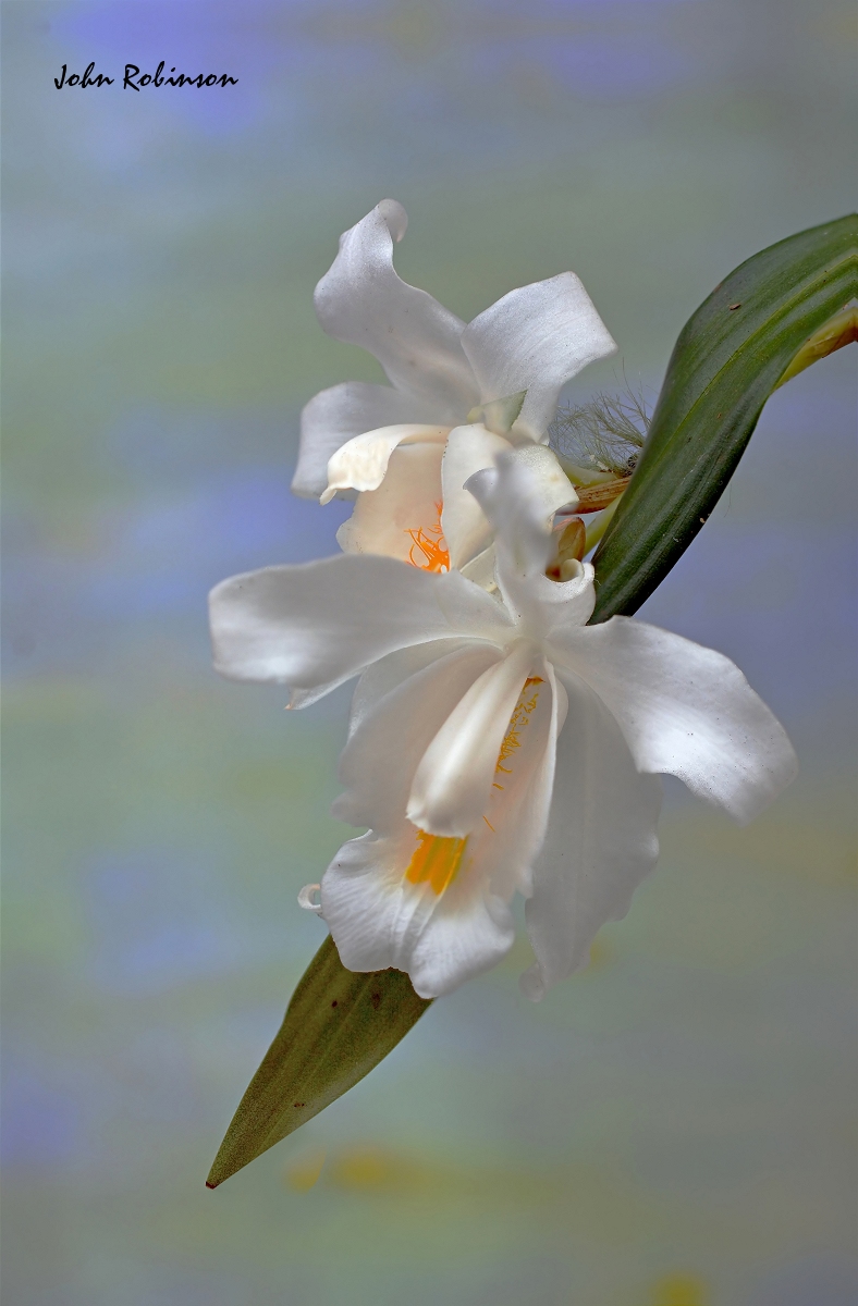 Coelogyne cristata.