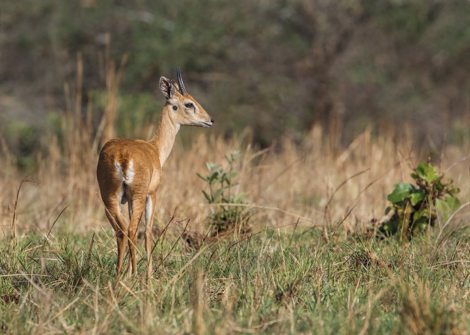 Male Oribi