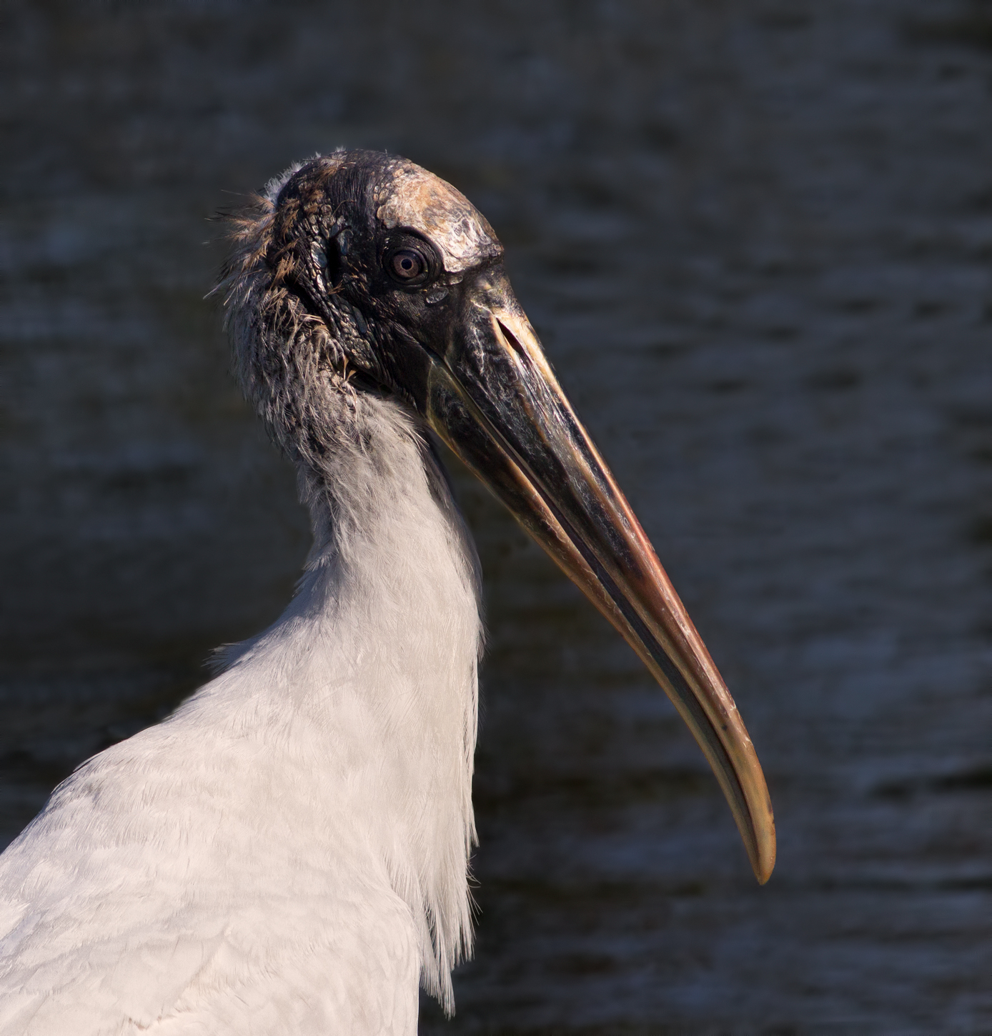 Wood Stork/redo x2