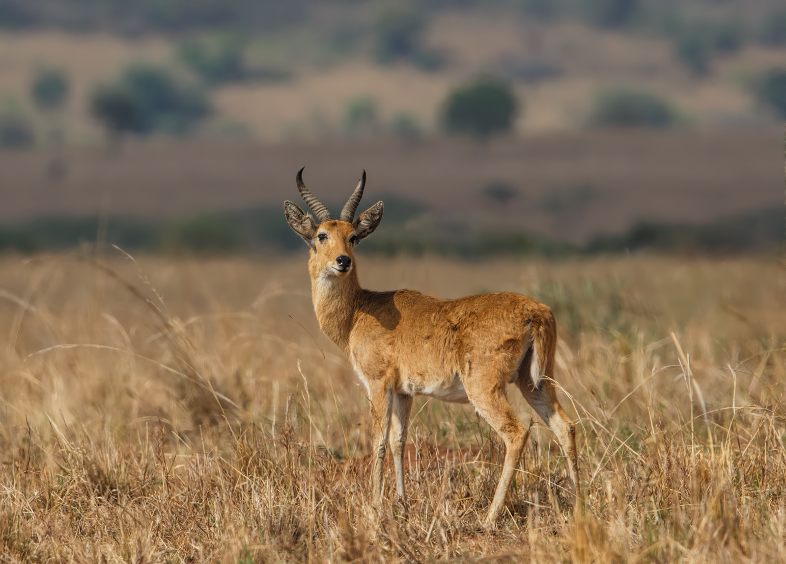 Behor Reedbuck