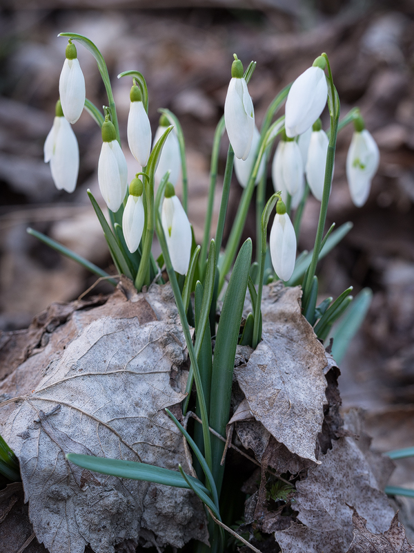 Emerging Spring