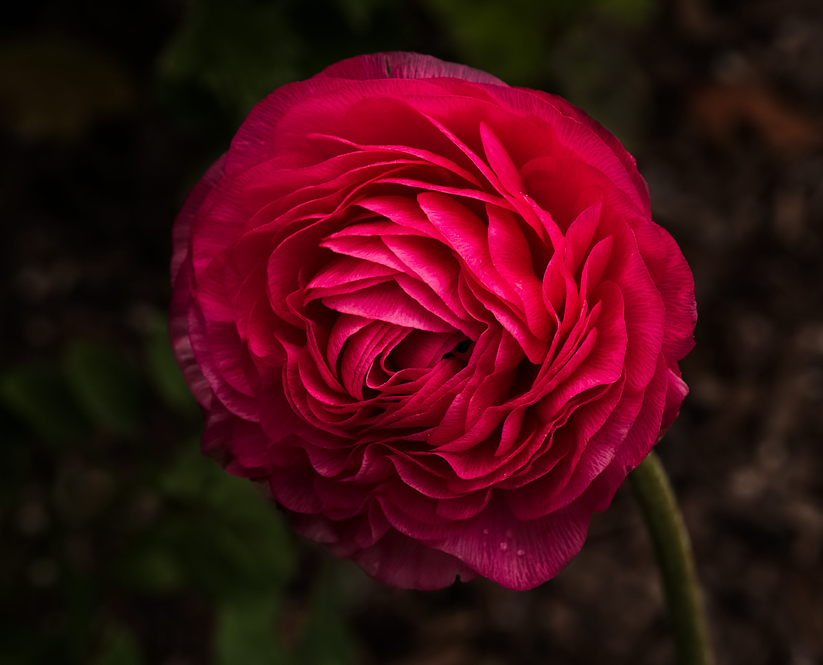 Ranunculus