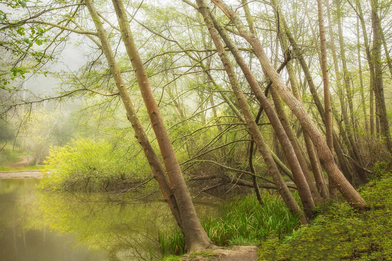 New Green in the Fog