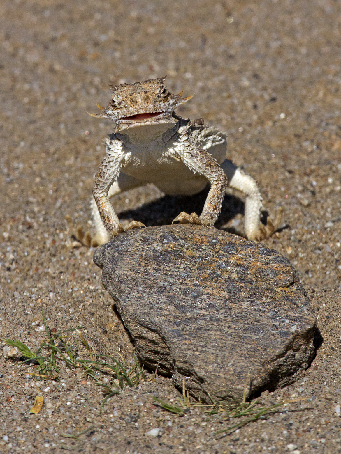 Happily Pushing a Rock