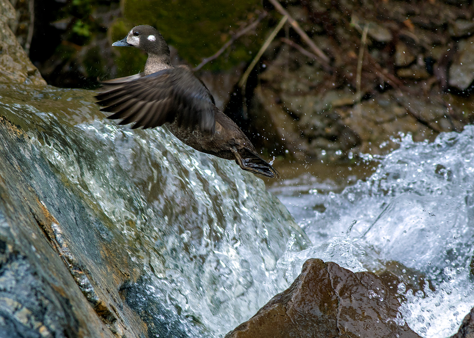 Harlequin Duck